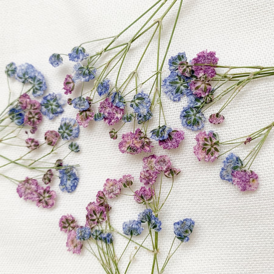 Pressed Flowers Lavender & Violet Baby's Breaths Gypsophila Pack of 20 pcs