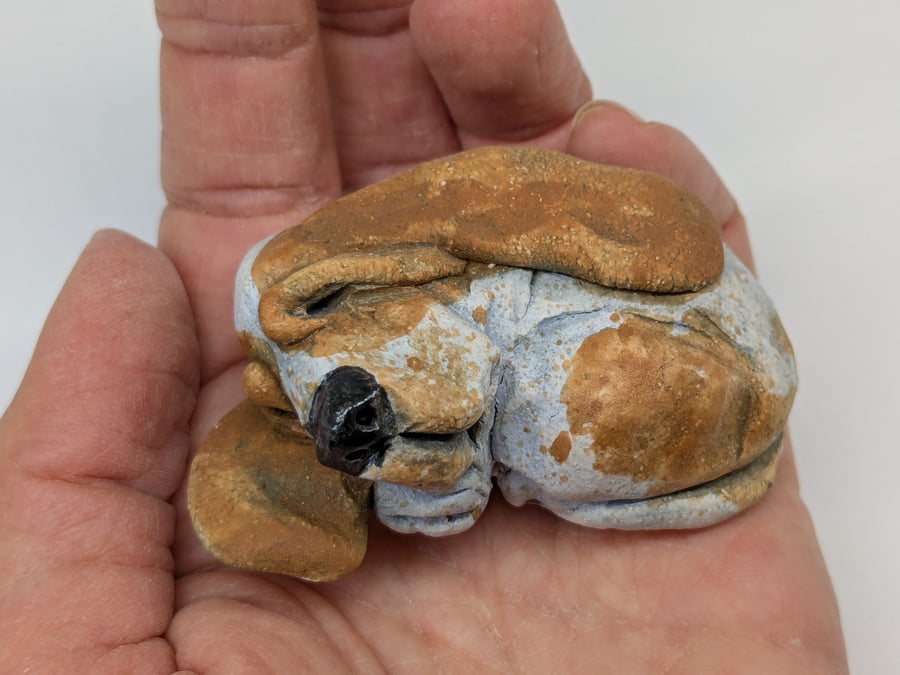 Mini Curled Basset Hound