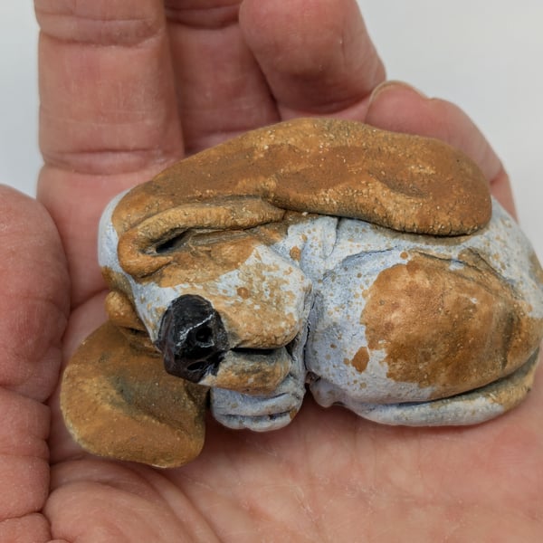 Mini Curled Basset Hound