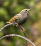 Ethically Made A6 Bird Greetings Cards - Pack of 8 - Image 4