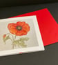 Poppy - Image 3