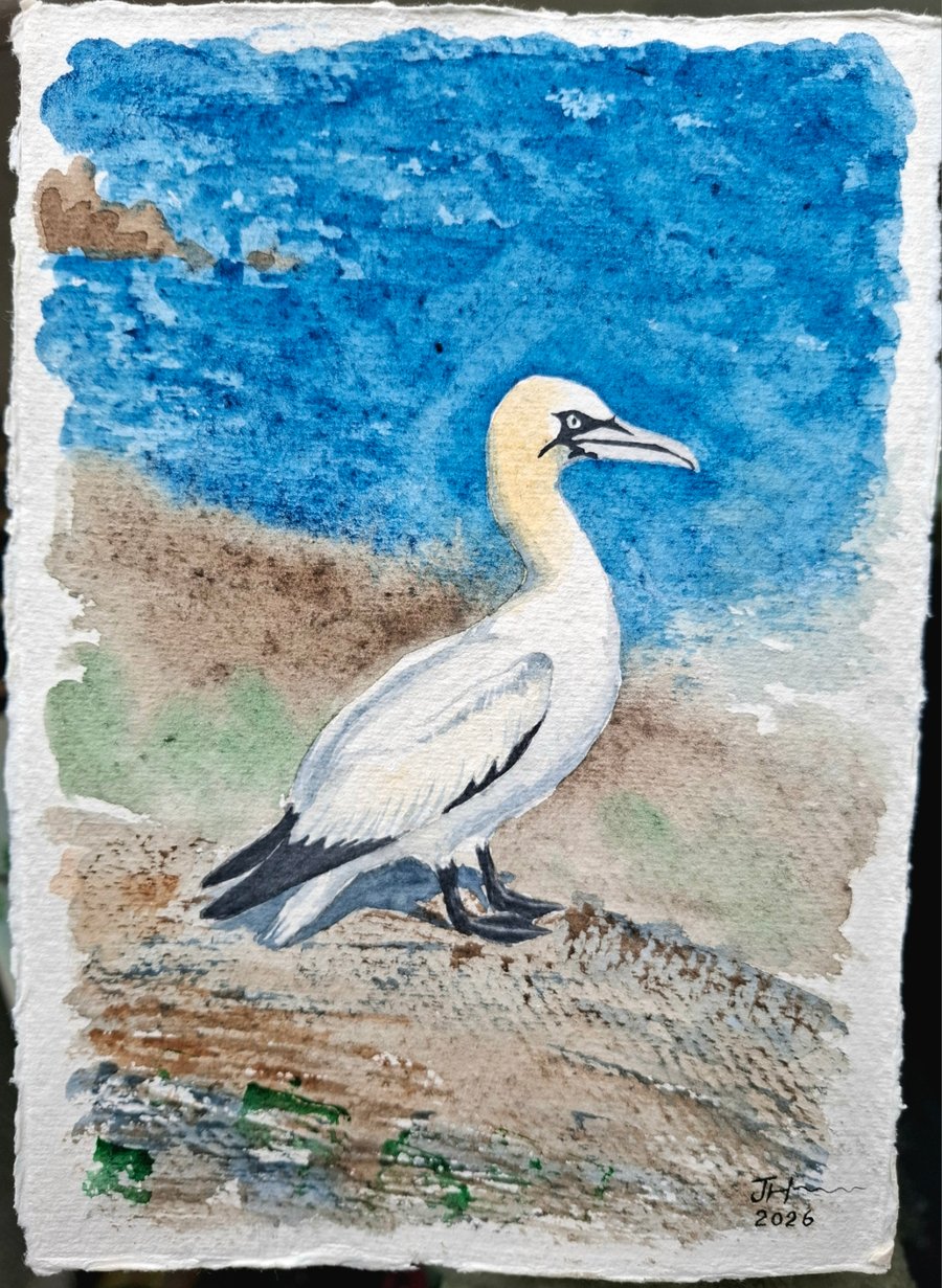 Gannet 1 Original Watercolour Painting