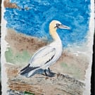 Gannet 1 Original Watercolour Painting