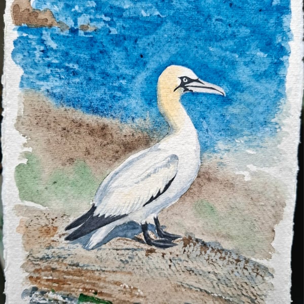 Gannet 1 Original Watercolour Painting