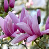Magnolia