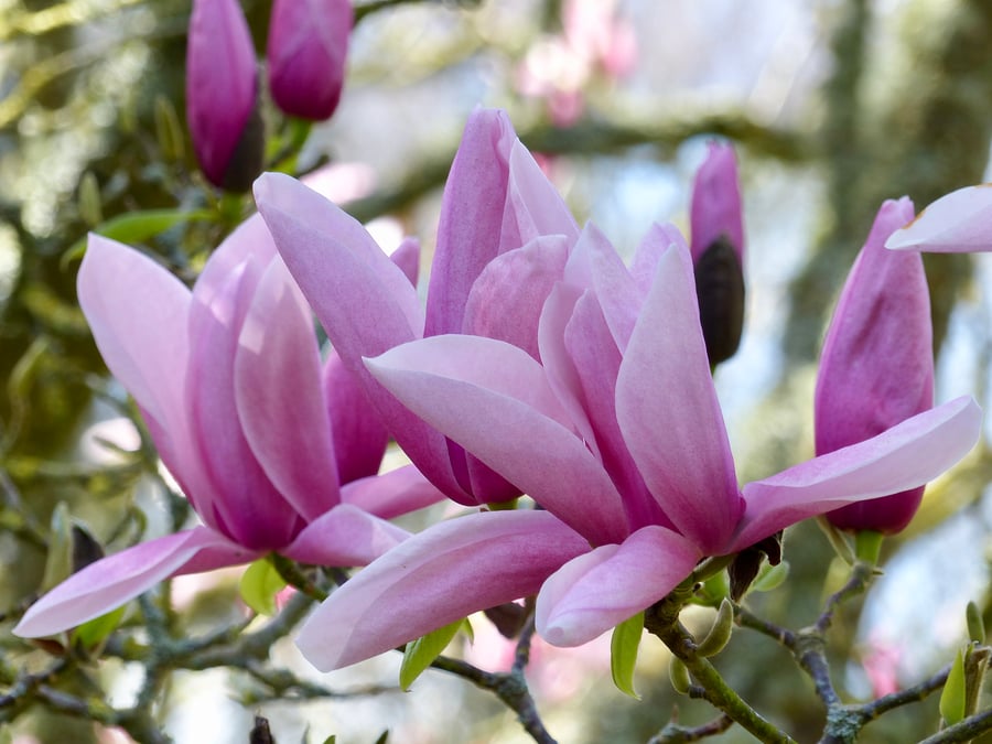 Magnolia