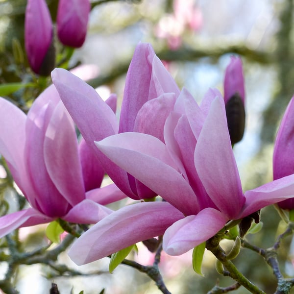 Magnolia