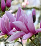Magnolia