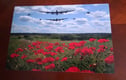 Poppies