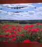 PLANES AND POPPIES