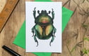 Interesting Insects