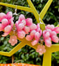 BLUSH PINK FLORAL EARRINGS silk flowers SAKURA BLOSSOM - Image 2