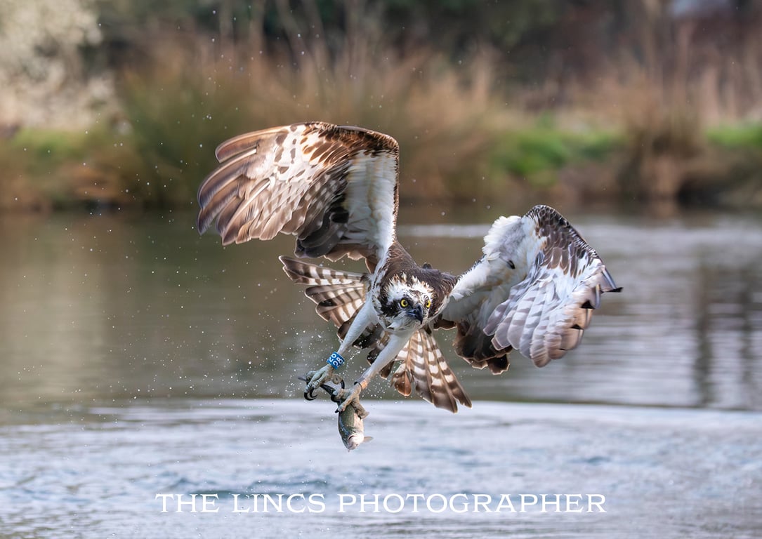 Osprey with trout print (Limited edition of 10)