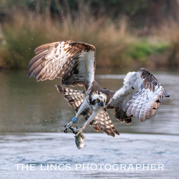Osprey with trout print (Limited edition of 10)