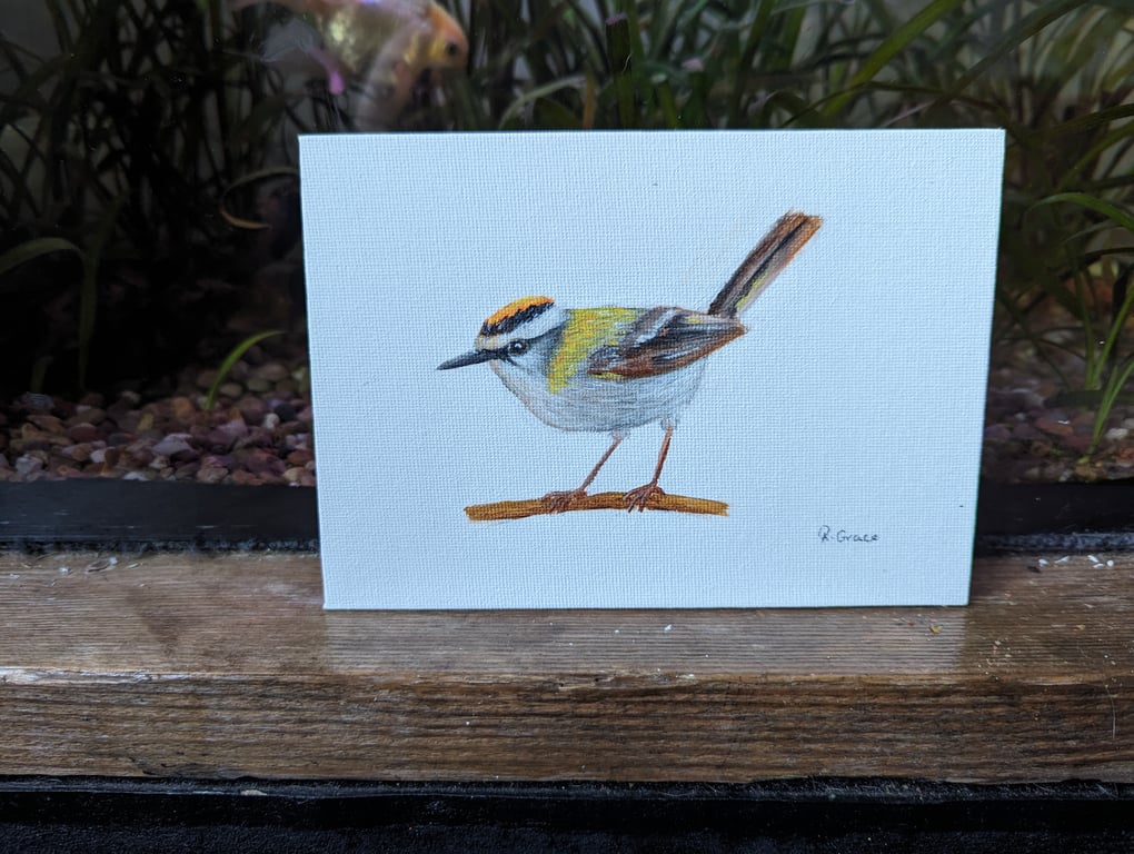 Firecrest Bird Acrylic Painting 