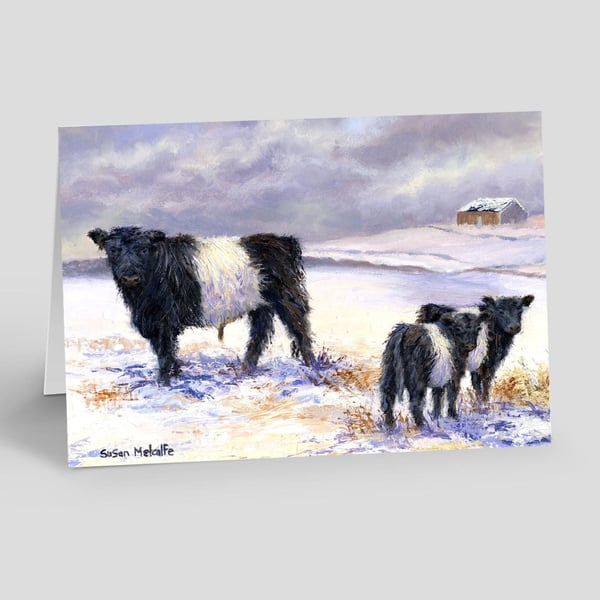  Belted Galloway Card