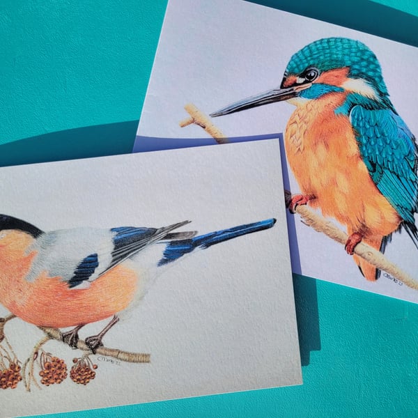 Pack of 10 mixed bullfinch and kingfisher cards. Greetings cards, blank inside.