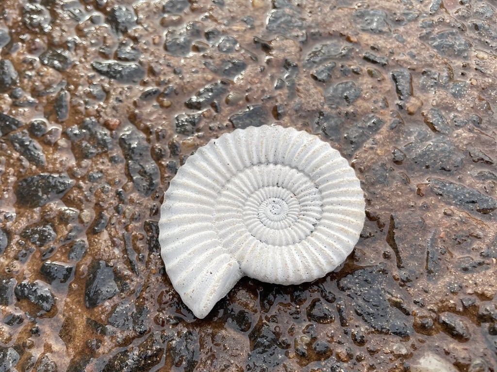 Ammonite Fossil  Art Fridge magnet  2.2