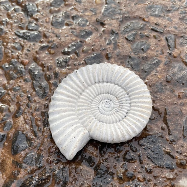 2.2 - Ammonite Fossil  Art Fridge magnet 