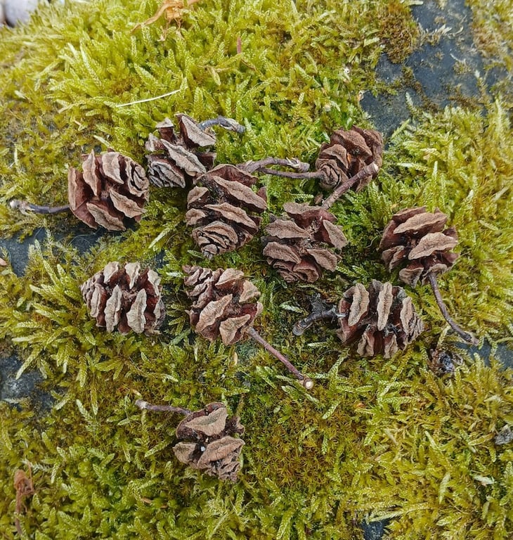 Redwood cones, Sale, Perfectly Imperfect