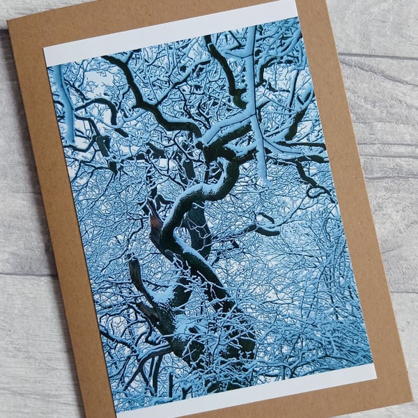 Oak in Snow Greetings Card (B), Christmas Card, Yule Card