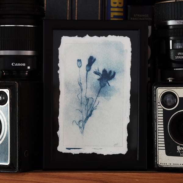 Botanical Cyanotype Photo Print in 12 x 17cm frame. O.O.A.K 