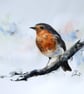 A Robin, Original Watercolour Painting. - Image 1