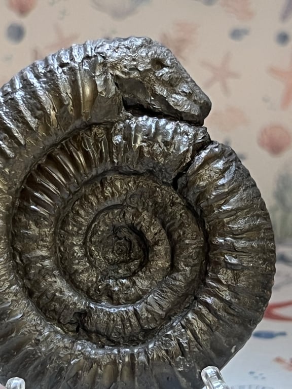Ammonite Snakestone hand carved Curio from Whitby North Yorkshire England 