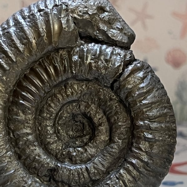 Ammonite Snakestone hand carved Curio from Whitby North Yorkshire England 