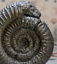 Ammonite Snakestone hand carved Curio from Whitby North Yorkshire England 
