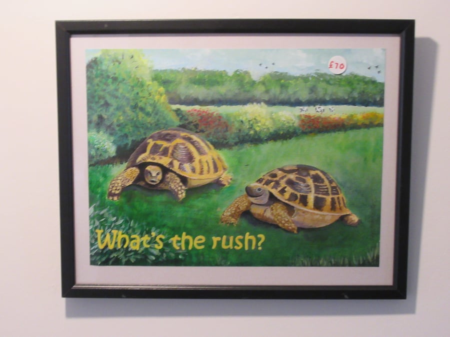 Tortoise speaks, What's the rush? 