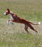 Running hound ring - Image 4