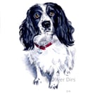 Spaniel – original watercolour painting, framed