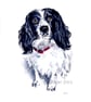 Spaniel – original watercolour painting, framed - Image 1