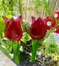 Fused glass flower tulip garden stake decoration 