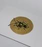Original tiny miniature artwork ACEO British Shieldbug insect watercolour art. - Image 2
