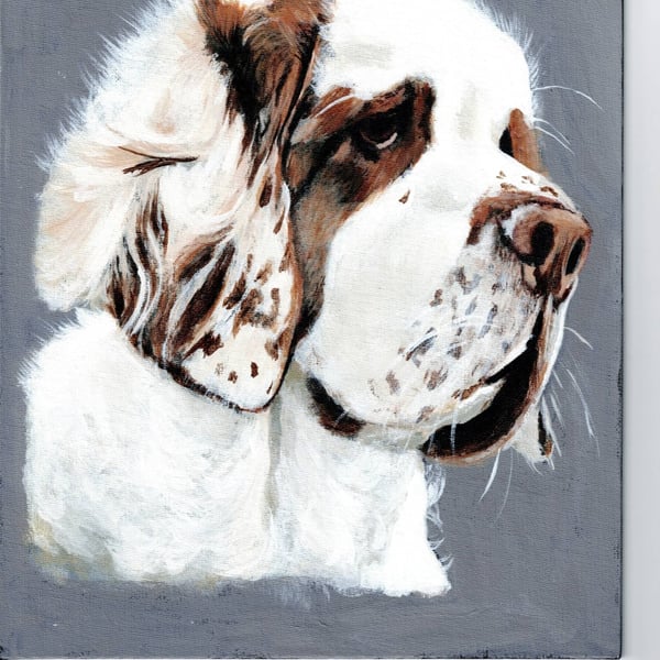 Clumber Spaniel