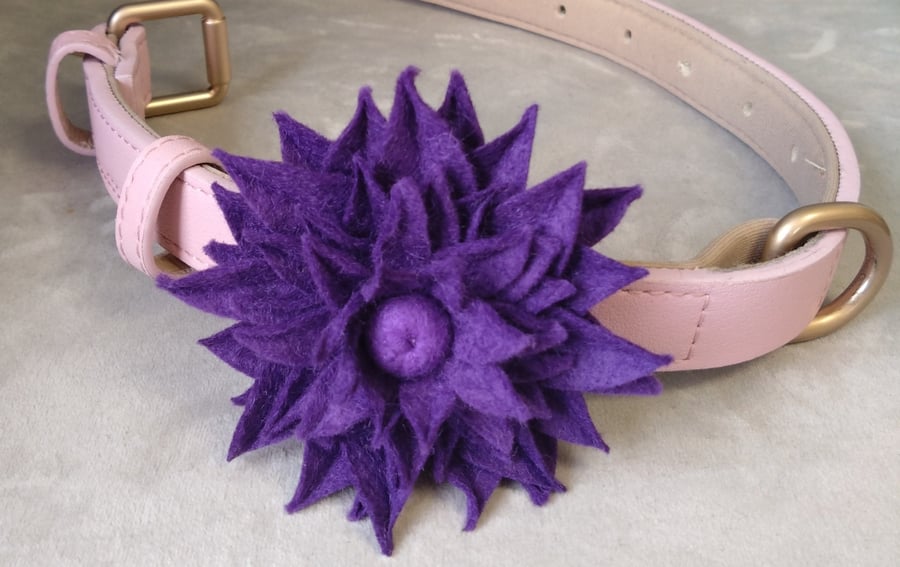 Dahlia dog collar flower