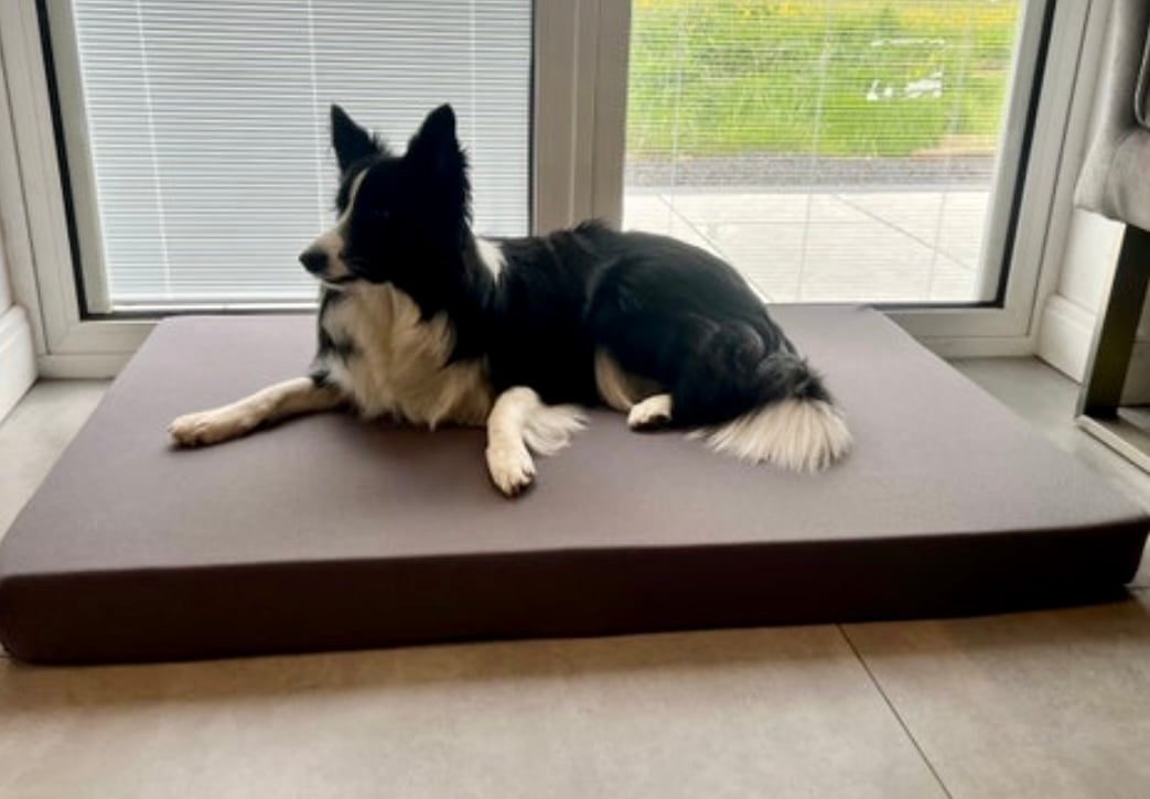 Pet beds Direct