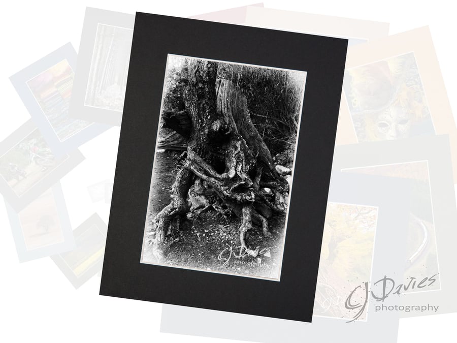 CJ254 - Arboreal fish?