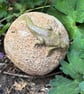 Stoneware sphere with lizard - Image 2