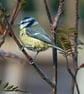 4 Blue Tit Greetings Cards - Ethically Made - Image 8