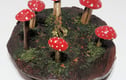 Mushrooms & Toadstools