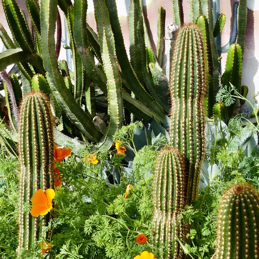 6" Square Photographic Card