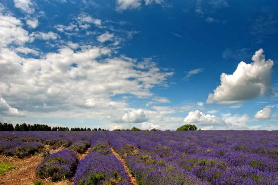 Lavender Field Summer Flowers Cotswolds England Photograph Print