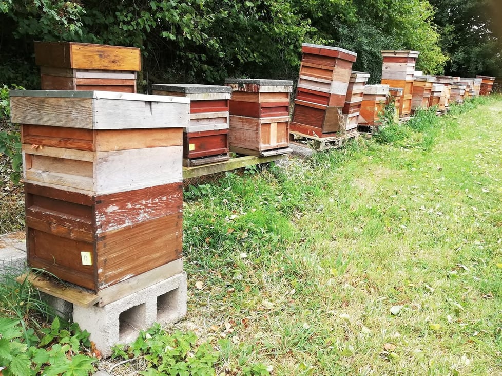 The Apiary Alchemist