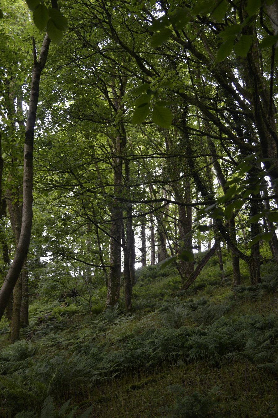 Woodland wonders