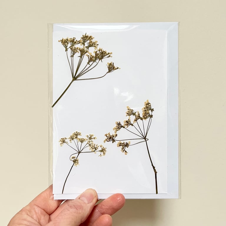 Perfectly Imperfect Real Pressed Flower, Cow Parsley, Handmade Greeting Card