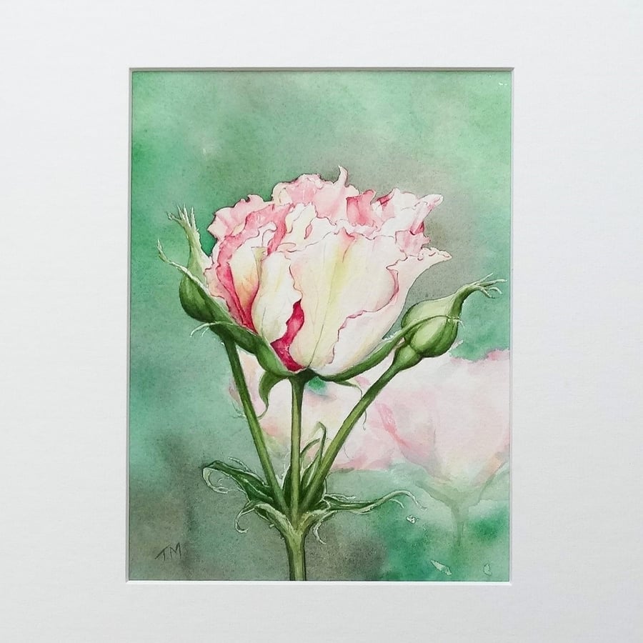 Rose Art Watercolour Painting Floral Rose 'Eyes For You'