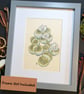 Lithops plant drawing, small stone plant artwork, botanical wall art - Image 8